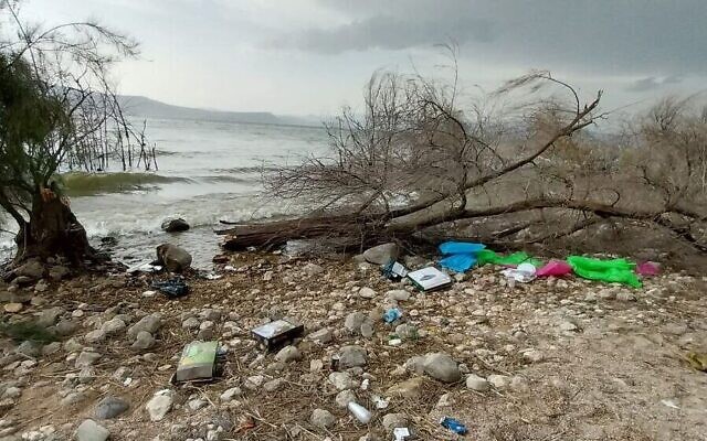 Un arbre qui s'est effondré près du kibboutz Ein Gev sur le lac de Tibériade, blessant modérément une jeune femme de 18 ans (Crédit : Magen David Adom, photo distribuée)