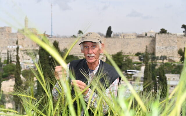 Bruce Brill examinant de l'orge, à Jérusalem, en Israël, le 22 mars 2023. (Crédit : Canaan Lidor)