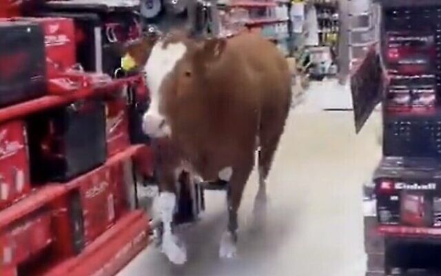 Capture d'écran de la vidéo d'une vache qui est entrée dans une quincaillerie dans la communauté agricole d'Emunim, le 18 avril 2023. (Twitter. Utilisé conformément à l'article 27a de la loi sur le droit d'auteur) Capture d'écran de la vidéo d'une vache qui est entrée dans une quincaillerie dans la communauté agricole d'Emunim, le 18 avril 2023. (Twitter. Utilisé conformément à l'article 27a de la loi sur le droit d'auteur)