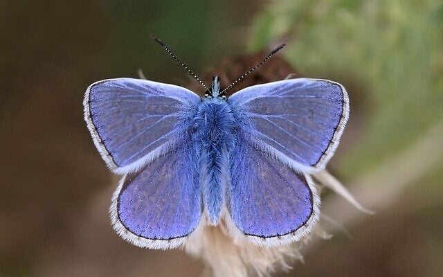 Le papillon bleu commun. (Crédit : Charles J. Sharp, CC BY-SA 4.0, Wikimedia Commons)