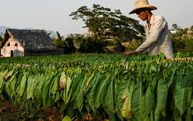Un homme récolte du tabac, dans une plantation de tabac à Viñales, province de Pinar del Rio, le 28 février 2023. Les ventes internationales de cigares cubains, l'un des principaux produits d'exportation de l'île, ont légèrement augmenté en 2022. Pendant la pandémie, l'industrie est devenue la deuxième plus grande exportation et une importante source de devises pour l'île, qui a été frappée par sa pire crise économique en trois décennies. (Crédit : YAMIL LAGE / AFP)