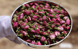 Zahraa Sayed Ahmed portant des boutons de rose de Damas pour produire de l'eau de rose, du sirop, du thé et de la confiture, dans sa maison du village de Qsarnaba, le 11 mai 2023. (Crédit : Joseph Eid/AFP)