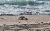 Le phoque moine Yulia se repose sur une plage israélienne, le 20 mai 2023, sous l'oeil protecteur des autorités israéliennes et bénévoles en charge de la protection de la nature (Capture d'écran Delphis; utilisée conformément à la clause 27a de la loi sur les droits d'auteur)