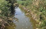 Des poissons morts flottant dans l'estuaire de Tzalmon, sur le lac de Tibériade, le 16 mai 2023. (Crédit : Firas Talhami/Water Authority)