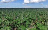 Plantes de ricin dans un champ. (Crésit : Autorisation)