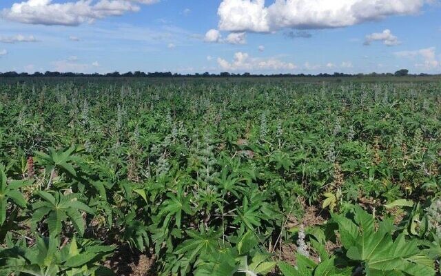 Plantes de ricin dans un champ. (Crésit : Autorisation)