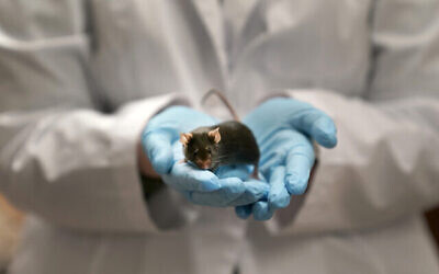 La chercheuse Katie McCullough tient une souris dans un laboratoire de l’université de Washington, le 15 décembre 2021. Illustration (Crédit : Jeff Roberson/AP)