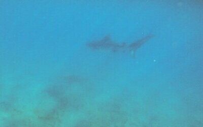 Un requin-tigre filmé près du rivage d'Eilat, dans le sud d'Israël, le 18 juin 2023. (Crédit : Parks and Nature Authority)