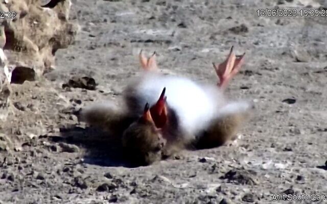 Les autorités ont fait savoir qu'elles enquêtent sur les morts mystérieuses d'environ 1000 poussins d'espèces de mouettes en danger, le 28 juin 2023. (Crédit : Yosef Chiat/Atlit Gull Project)
