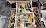 Des perroquets Rosella découverts dans la valise d’un Israélien à l’aéroport Ben Gurion, le 21 juin 2023. (Crédit : Autorité de la Nature et des Parcs d'Israël)