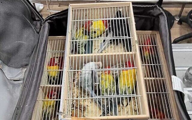 Des perroquets Rosella découverts dans la valise d’un Israélien à l’aéroport Ben Gurion, le 21 juin 2023. (Crédit : Autorité de la Nature et des Parcs d'Israël) Des perroquets Rosella découverts dans la valise d’un Israélien à l’aéroport Ben Gurion, le 21 juin 2023. (Crédit : Autorité de la Nature et des Parcs d'Israël)