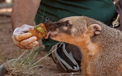 Un Coati originaire d'Amérique du Sud lèche un bloc de fruits congelés au zoo Safari d'Israël à Ramat Gan suite aux fortes chaleurs, le 13 juillet 2023. (Crédit : Jack Guez/AFP)
