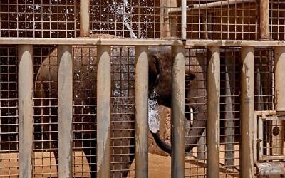 Un éléphant s'asperge d'eau dans le zoo Safari d'Israël de Ramat Gan, au nord de Tel Aviv, alors que les températures dépassent les 35 degrés, le 13 juillet 2023. (Crédit : JAack Guez/AFP)