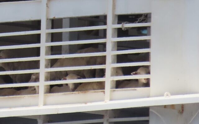 Une cargaison d'animaux vivants destinés à l'engraissement et à l'abattage en Israël arrivant au port d'Eilat, sur la côte de la mer Rouge, le 19 juin 2023. (Crédit : Omri Omessi) Une cargaison d'animaux vivants destinés à l'engraissement et à l'abattage en Israël arrivant au port d'Eilat, sur la côte de la mer Rouge, le 19 juin 2023. (Crédit : Omri Omessi)