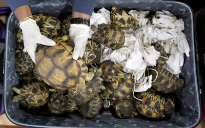 Un agent des douanes malaisiennes tient une tortue exotique passée en contrebande de Madagascar lors d'une conférence de presse au bureau des douanes de Sepang, en Malaisie, le 15 mai 2017. Illustration (Crédit : Daniel Chan/AP)