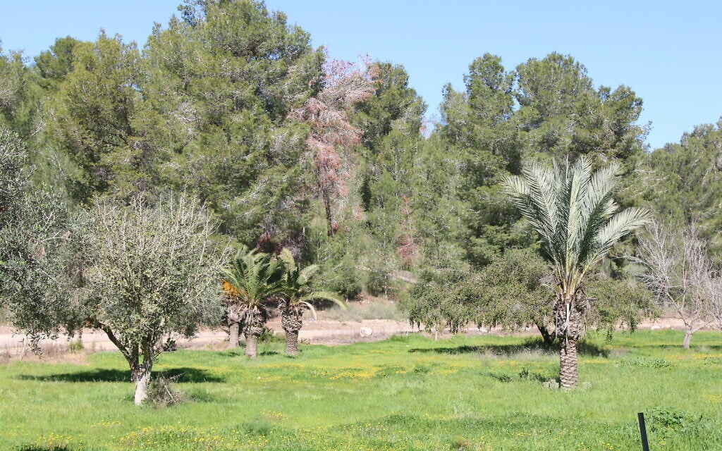 La forêt de HaMalakhim-Shakhariya est située près de Kiryat Gat. (Crédit : Shmuel Bar-Am)