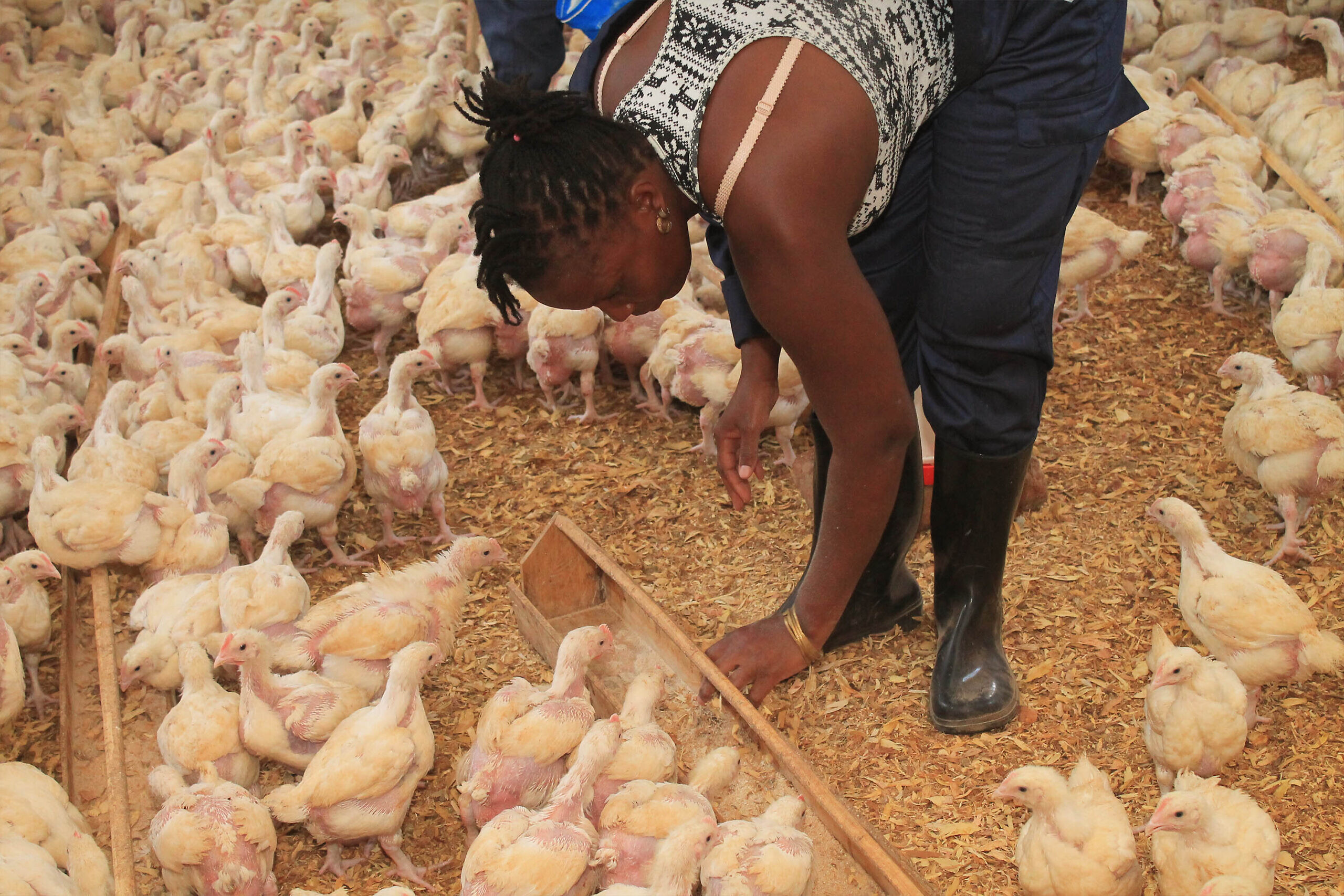 Une ouvrière du projet pilote de volaille de l’Association Abayudaya, près de Mbale (Ouganda), le 13 juillet 2023. (Crédit : Sharon Amali)