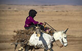Une femme transportant à dos d'âne du bois provenant d'arbres coupés dans la réserve naturelle du mont Abdulaziz, près de la ville de Hasakeh, dans le nord-est de la Syrie, le 19 novembre 2022. (Crédit : Delil Souleiman/AFP)