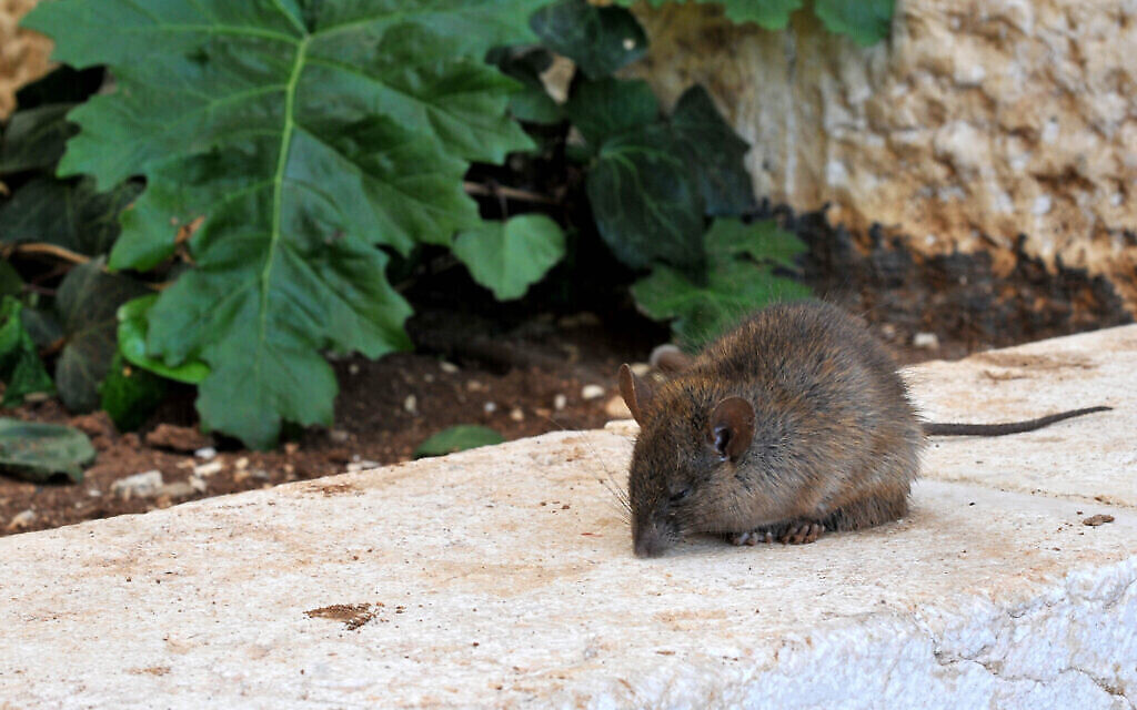 Photo d'illustration : Un rat sur un mur. (Crédit : Sophie Gordon/Flash 90)