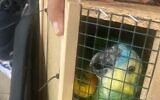 Les oiseaux exotiques qu'un homme a tenté d'introduire clandestinement en Israël, le 28 août 2023. (Crédit : Douanes israéliennes)