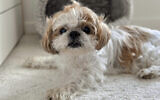 Shih Tzu mâle. (Crédit : Domaine public/Wikipedia CC BY-SA 4.0)