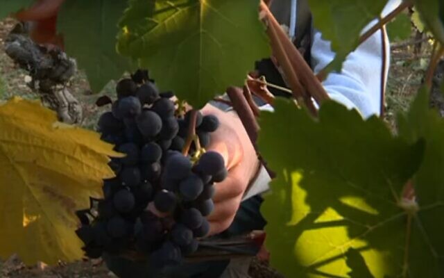 Des vendanges en Dordogne. Illustration. (Capture d'écran/YouTube)
