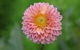 Une fleur de dahlia. Illustration. (Crédit : Muhammad Mahdi Karim / GFDL 1.2)