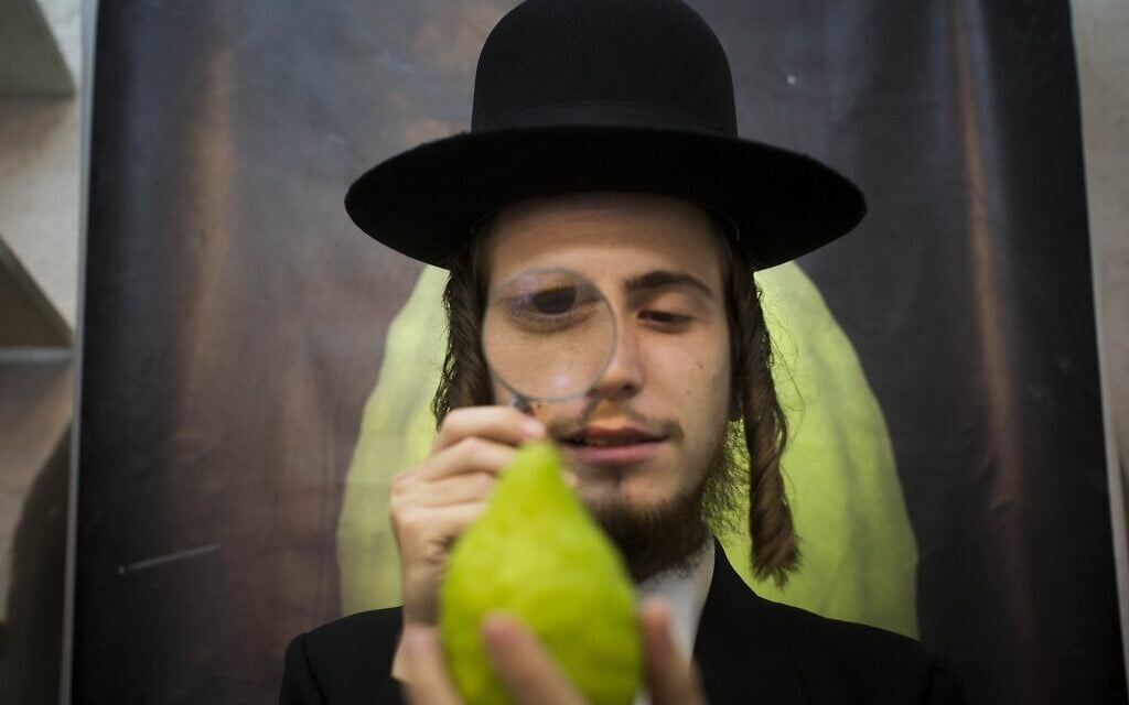 Illustration : Un homme ultra-orthodoxe examinant un cédrat, à Jérusalem. (Crédit : Yonatan Sindel/Flash90)