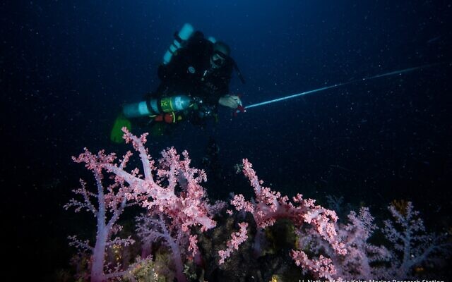 Des coraux du genre Dendronephthya trouvés au large du kibboutz Sdot Yam, au sud de Haïfa, dans le nord d'Israël. (Crédit : Hagaï Nativ/Centre Morris Kahn pour la recherche marine/Université de Haïfa)