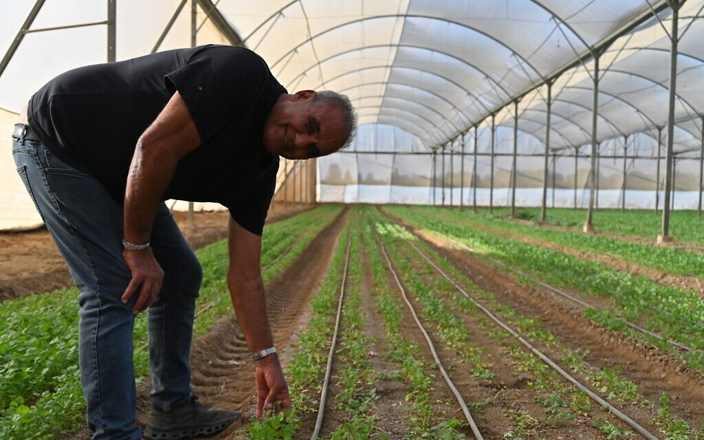 Rahamim Mughrabi examine des plants de coriandre rabougris dans son moshav près de Netivot, en Israël, le 9 novembre 2023. (Crédit : Canaan Lidor/Times of Israel)