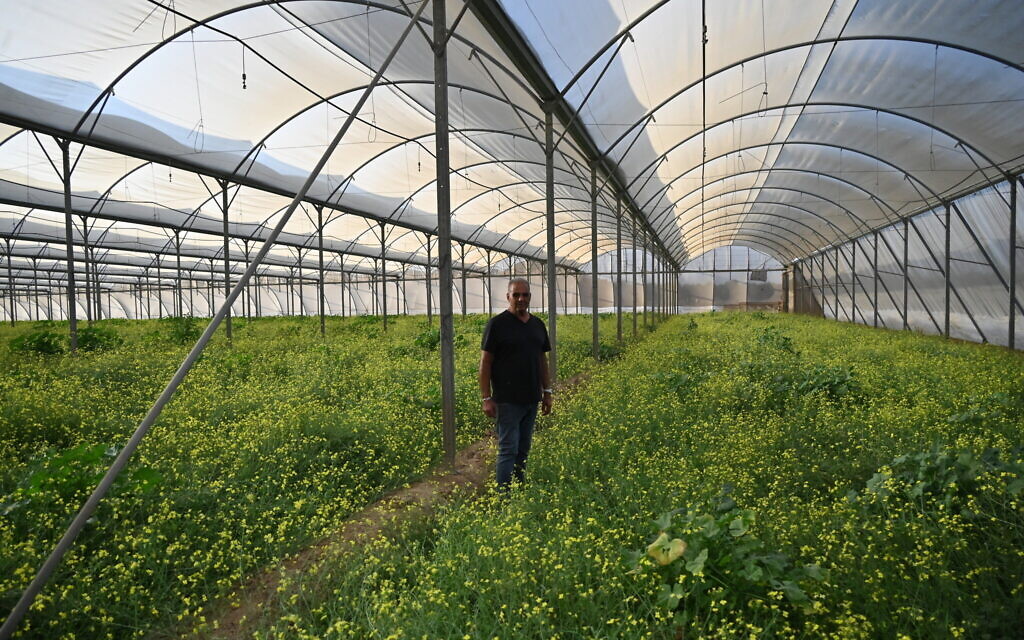 Rahamim Mughrabi au milieu de plants de roquette envahis par la végétation dans son moshav près de Netivot, en Israël, le 9 novembre 2023. (Crédit : Canaan Lidor/Times of Israel)