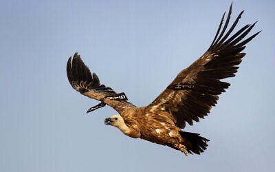 Un vautour dans le désert du Néguev, près de Sde Boker, en Israël, le 10 septembre 2012. (Crédit : MENAHEM KAHANA / AFP)