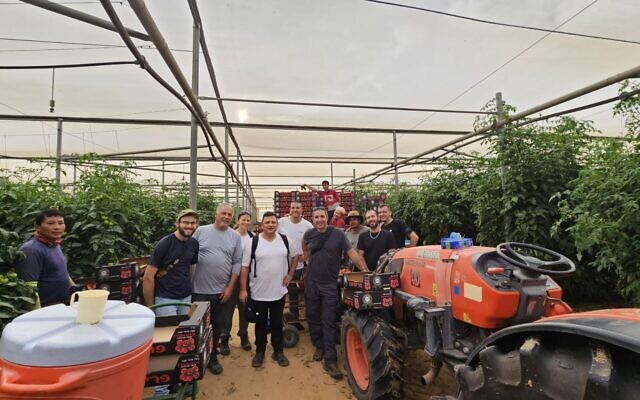 Des bénévoles de Leket Israel dans une ferme près de la frontière de Gaza, le 29 octobre 2023. (Crédit : Leket Israel) Des bénévoles de Leket Israel dans une ferme près de la frontière de Gaza, le 29 octobre 2023. (Crédit : Leket Israel)