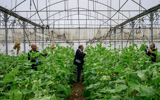 Des bénévoles récoltent des concombres dans une serre à Baqa al-Gharbiya le 9 décembre 2023. (Crédit :  John MACDOUGALL / AFP)