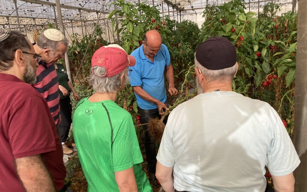 Eli Pereg, exploitant agricole, montrant aux bénévoles comment manier déraciner les plans de poivron en les dégageant des tuteurs qui les maintiennent droit, à Talmei Eliyahu, le 15 novembre 2023. (Crédit : Mati Wagner/Times of Israel)