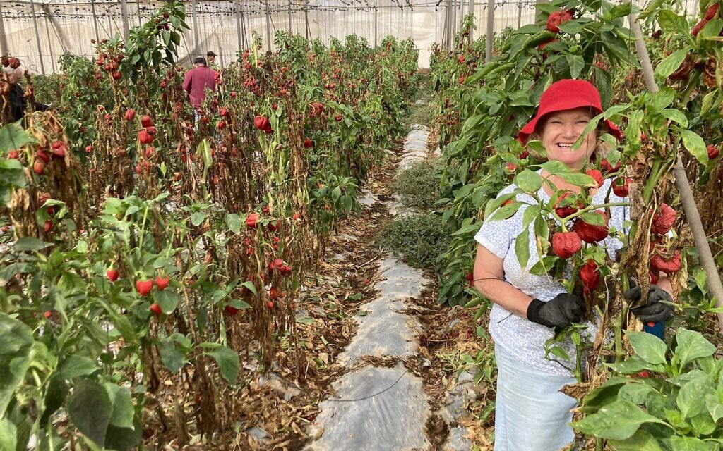 Yehudit Goddard dans les plants de poivrons destinés à l'arrachage dans une serre du Moshav Talmei Eliyahu, le 15 novembre 2023. (Crédit : Mati Wagner / The Times of Israel)