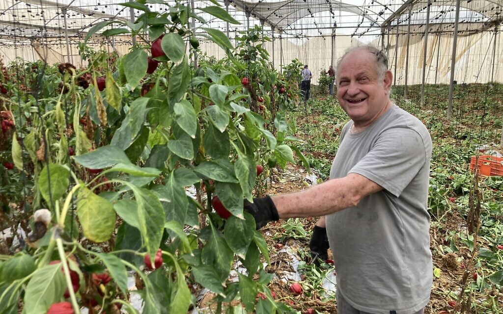 Benny Anderman dans une serre, à proximité de plants de poivrons pourris au Moshav Talmei Eliyahu, le 15 novembre 2023. (Crédit : Mati Wagner / The Times of Israel)
