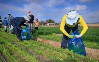 Des travailleurs agricoles étrangers travaillant dans les champs à proximité de la frontière israélienne avec la bande de Gaza, dans le sud d'Israël, pendant la guerre en cours à Gaza, le 25 décembre 2023. (Crédit : Moshe Shaï/Flash90)
