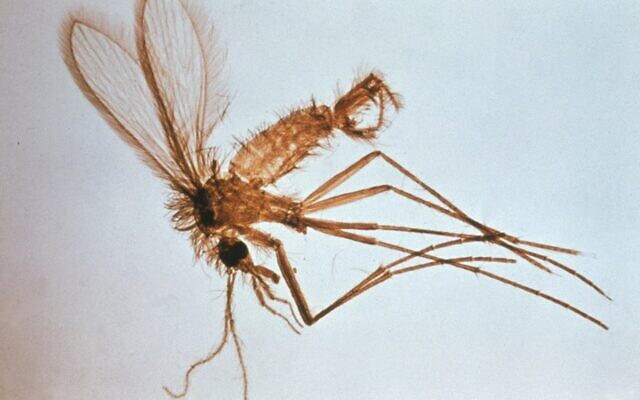 Photo d'illustration : Une mouche des sables sous un microscope. (Crédit : Organisation mondiale de la Santé) Photo d'illustration : Une mouche des sables sous un microscope. (Crédit : Organisation mondiale de la Santé)