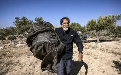 Le rabbin réformé israélien d'origine américaine Arik Ascherman, membre de l'organisation de défense des droits de l'homme « Rabbins pour les droits de l'homme », aide des Palestiniens à récolter des olives dans les environs de Ramallah, en Cisjordanie, le 9 novembre 2023. (Photo Aris Messinis/ AFP)