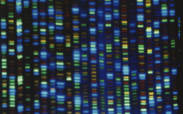 Une image non datée mise à disposition par l’Institut national de recherche sur le génome humain (NHGRI) montre le résultat d’un séquenceur d’ADN. (Crédit : NHGRI via AP, archives)