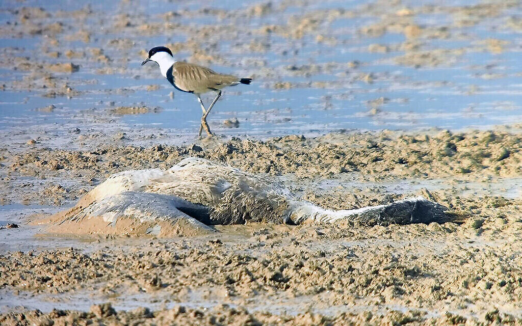 Une grue morte dans un champ inondé de la vallée de Hula. (Crédit : Nadav Israeli, Société pour la protection de la nature en Israël) Une grue morte dans un champ inondé de la vallée de Hula. (Crédit : Nadav Israeli, Société pour la protection de la nature en Israël)