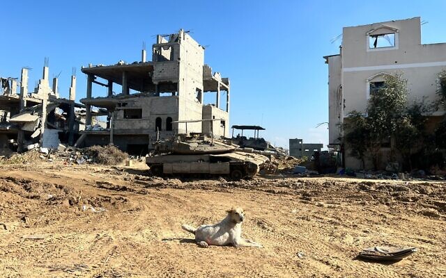 Un chien se prélassant devant un char de l'armée israélienne dans le centre de la bande de Gaza, le 20 février 2024. (Crédit : Lazar Berman/The Times of Israel)
