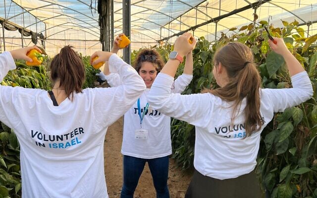 Les anciens de Birthright Israel font du bénévolat à la ferme de Bein Hashitin. (Crédit : Birthright Israel)