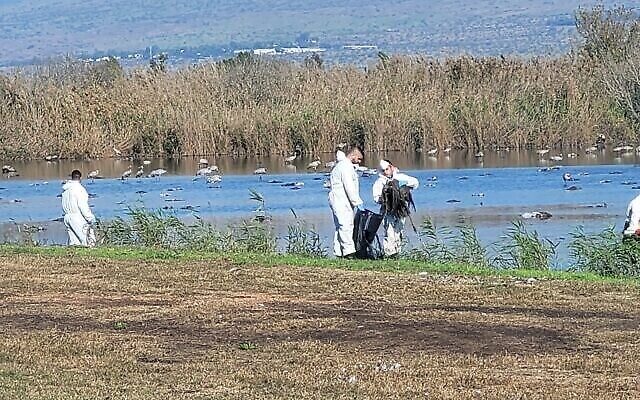 Illustration : Collecte des carcasses de grues sauvages mortes de la grippe aviaire dans la réserve naturelle du lac Hula dans le nord d'Israël, le 27 décembre 2021. (Crédit : Hadas Kahaner, Autorité israélienne de la nature et des parcs)