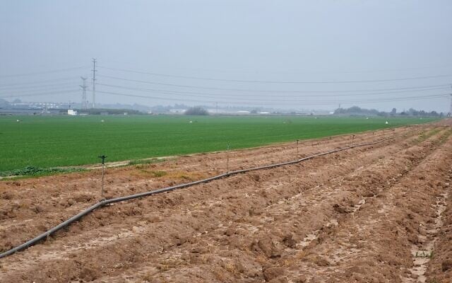 Les champs du kibboutz Gvaram, en décembre 2023. (Crédit : Bernard Dichek)