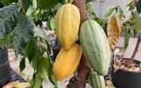 Des cabosses de cacao dans les serres d'Ellen Graber, au Volcani Center, dans le centre d'Israël. (Crédit : Ellen Graber)
