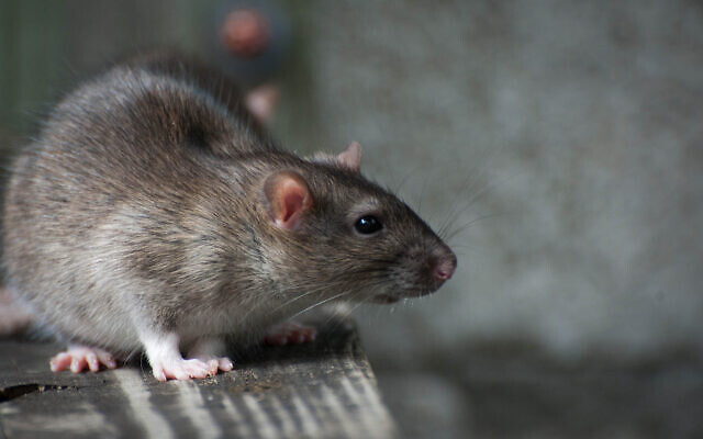 Photo d'illustration d'un rat. (Crédit : Heiko Kiera/Shutterstock.com)