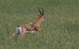 Un cerf à six pattes atteint d'une anomalie génétique rare repéré dans le sud d'Israël, sur une photo publiée le 8 avril 2024. (Crédit : Société pour la Protection de la Nature en Israël)