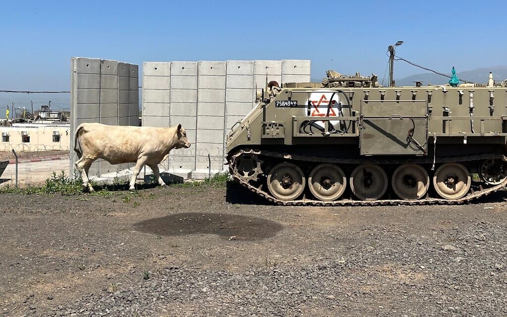 Les véhicules militaires et les vaches sont monnaie courante sur le plateau du Golan, mais généralement pas côte à côte. (Crédit : Uriel Heilman/JTA) Les véhicules militaires et les vaches sont monnaie courante sur le plateau du Golan, mais généralement pas côte à côte. (Crédit : Uriel Heilman/JTA)